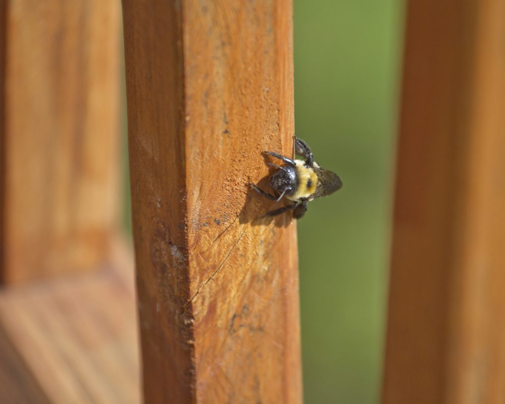 A carpenter bee burrowing into a wooden deck