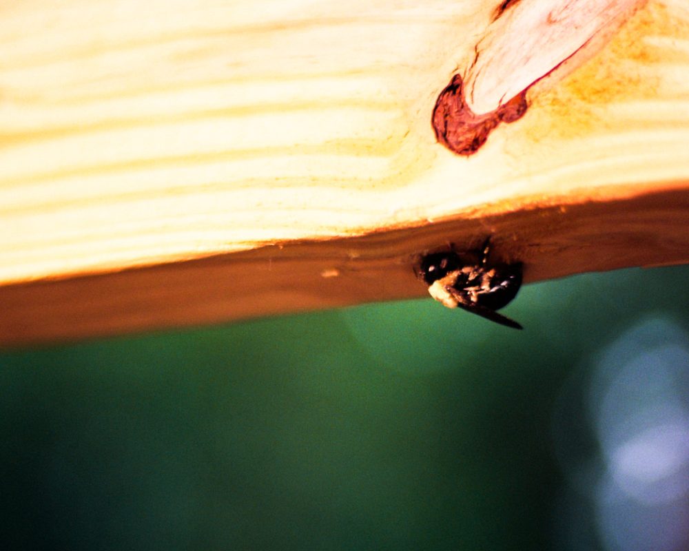 Bumble bee building a nest. Taken on Nikon F4 using Kodak Ektar 100 film.
